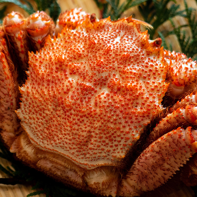 ロシア産特大毛蟹1尾