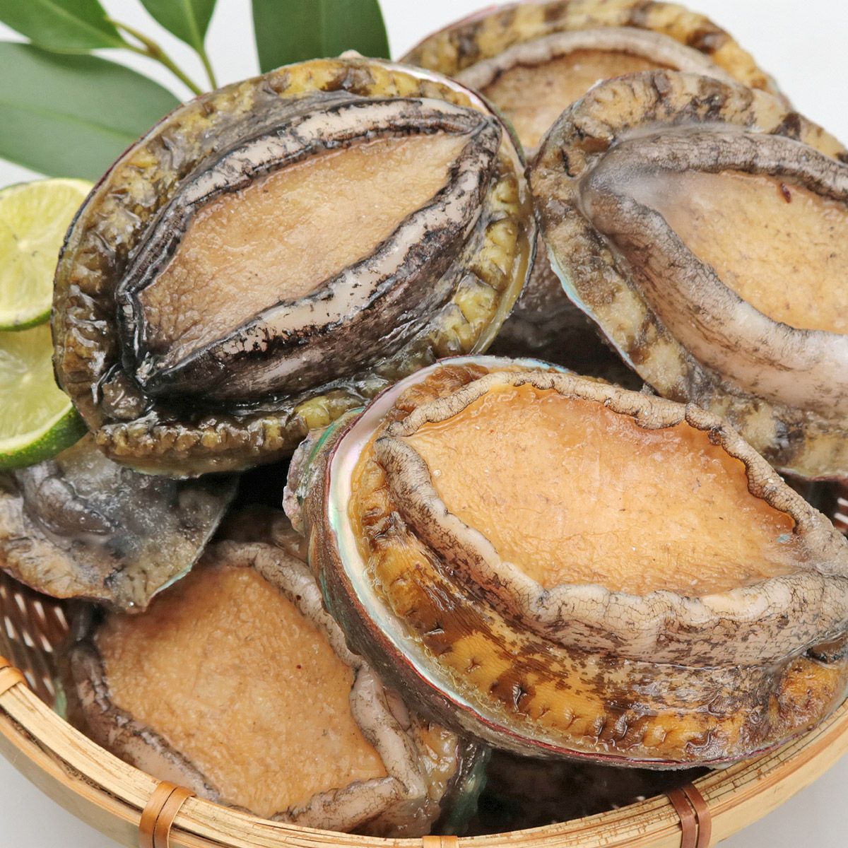 あわび 1kg 12粒入 アワビ 鮑 えぞあわび 貝 冷凍 蝦夷 お刺身