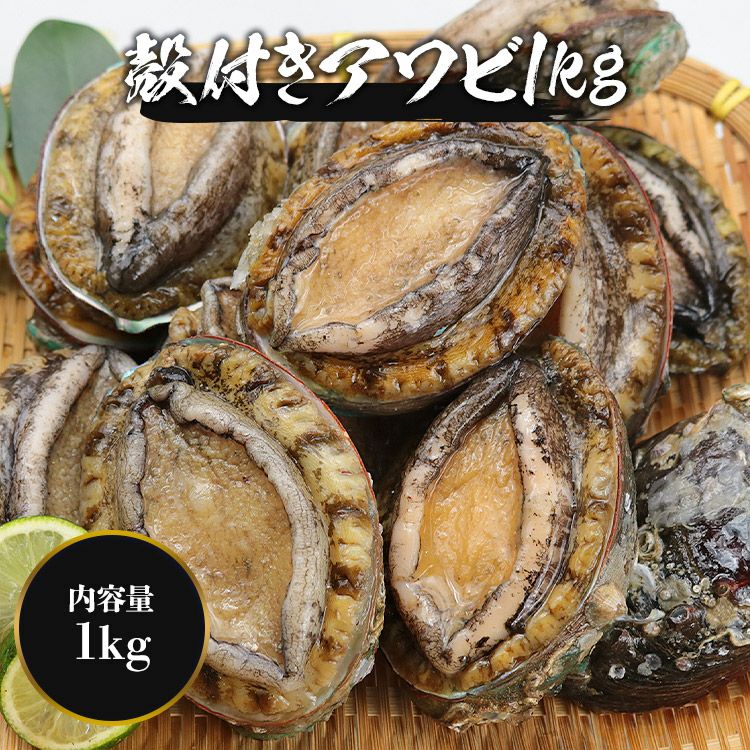 あわび 1kg 12粒入 アワビ 鮑 えぞあわび 貝 冷凍 蝦夷 お刺身