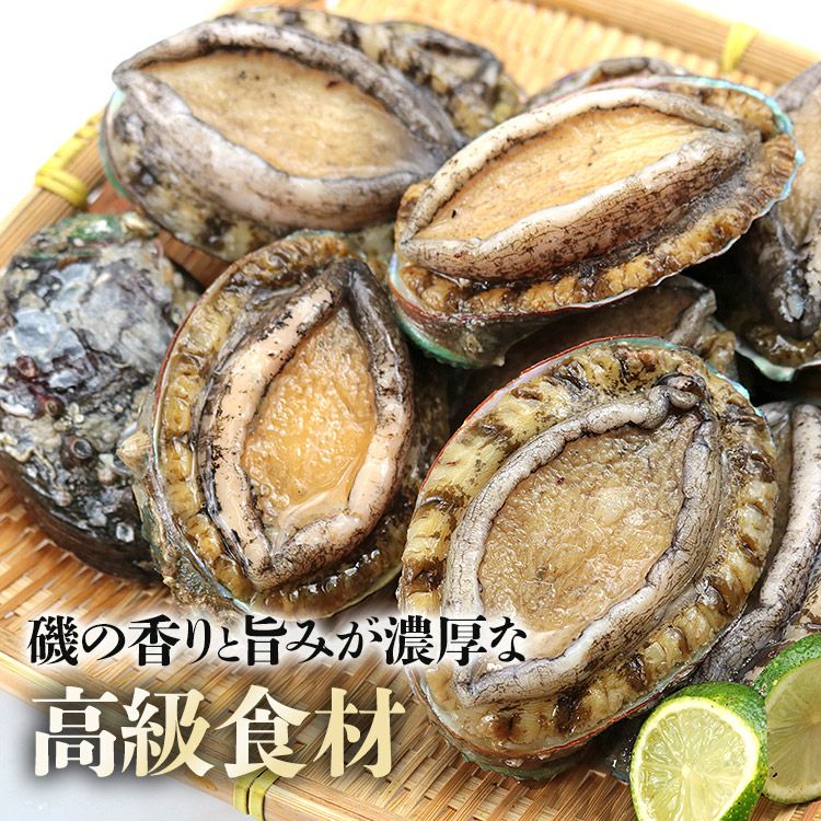 あわび 1kg 12粒入 アワビ 鮑 えぞあわび 貝 冷凍 蝦夷 お刺身
