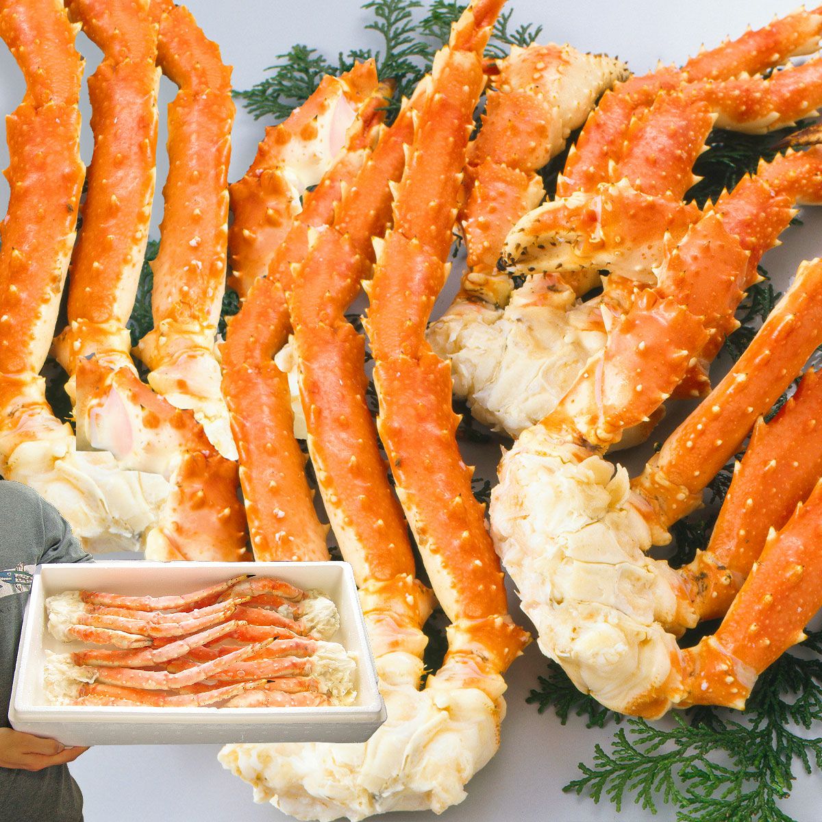 ボイル ゴールデンキングクラブ セクション 総重量2kg 約2～2肩半