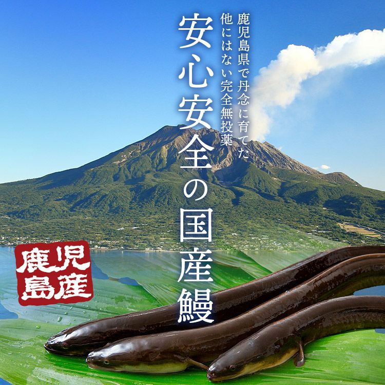 うなぎ 国産 無投薬 2尾 約180g×2本 鰻 鹿児島県産 鰻 うなぎ ウナギ